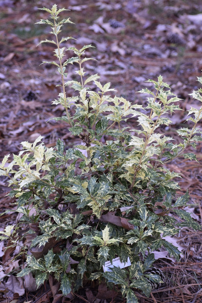 Osmanthus heterophyllus