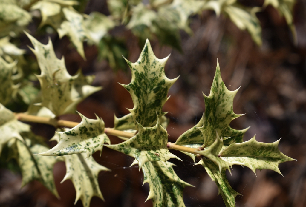 Osmanthus heterophyllus