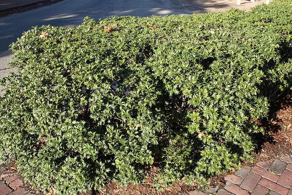 Osmanthus heterophyllus
