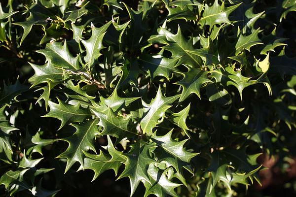 Osmanthus heterophyllus