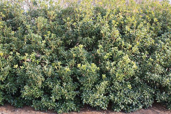 Osmanthus x fortunei