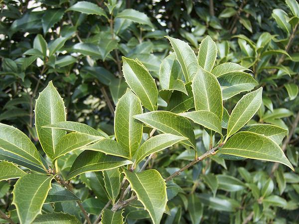 Osmanthus x fortunei