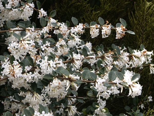 Osmanthus delavayi