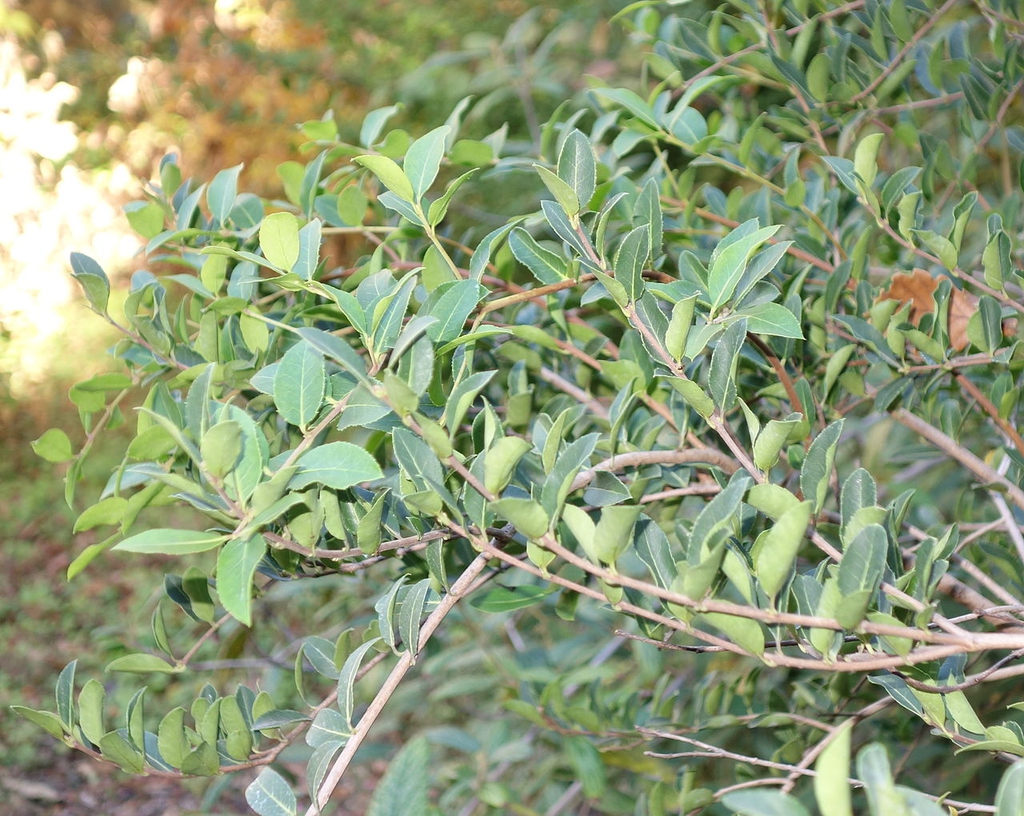 Leaves and stem
