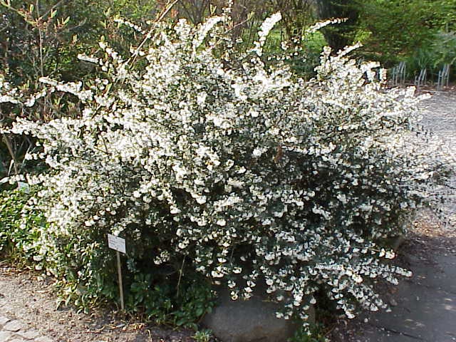 Natural Form