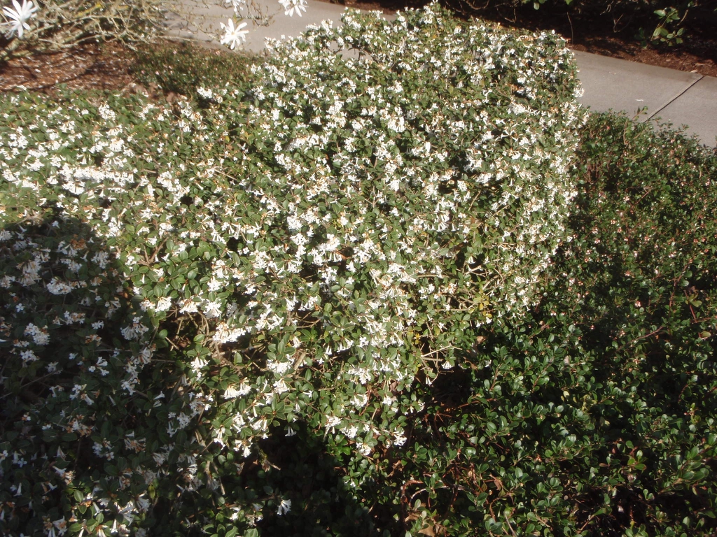 Hedge form