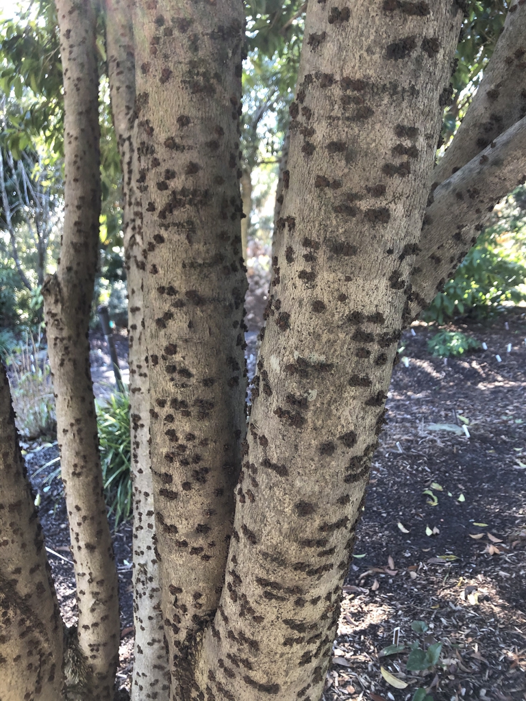 'Conger yellow' Trunk (Wake County, NC)
