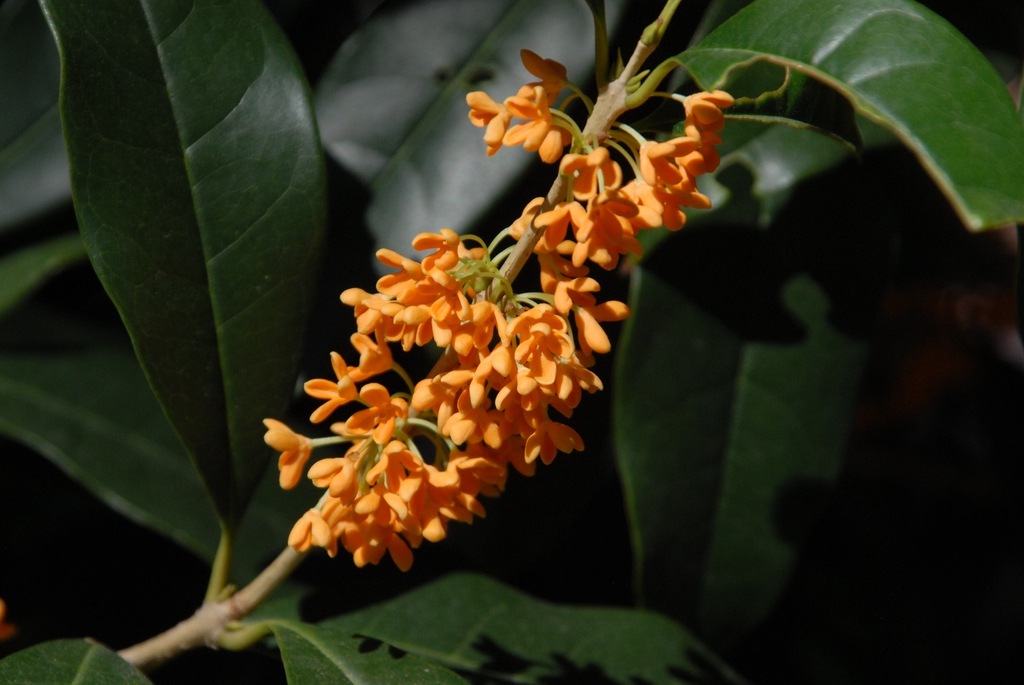 orange flower