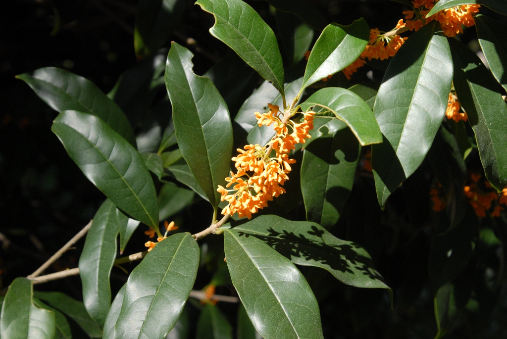 Flower and Leaves