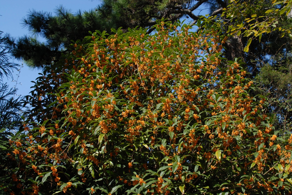 Flower Spread