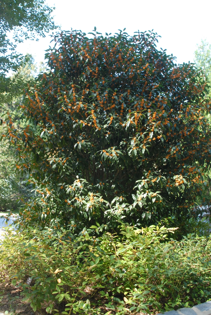 Form