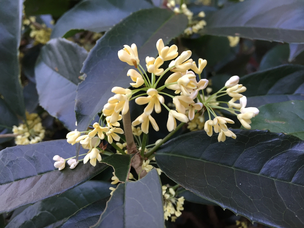 'Fudingzhu' Flower close up