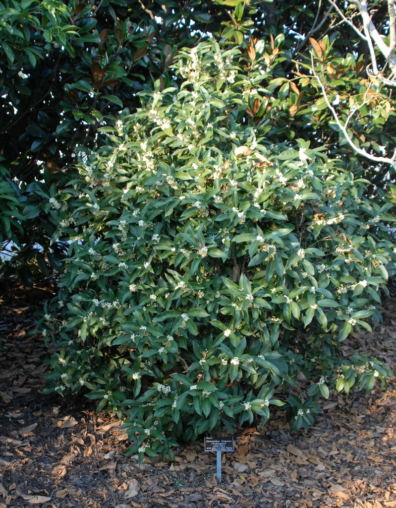 'Fudingzhu' Form