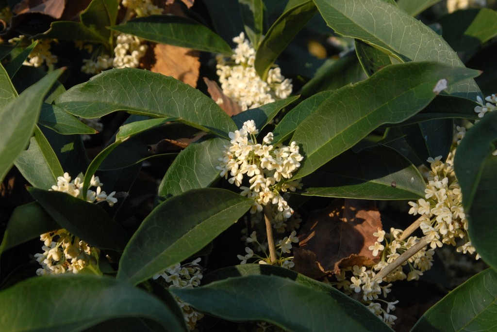 'Fudingzhu' Flower and Leaf
