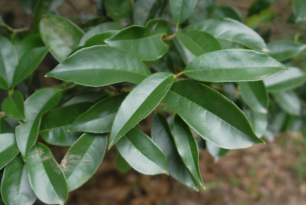 Osmanthus fragrans Fodingzhu lf1 063012 HangzhouBotG