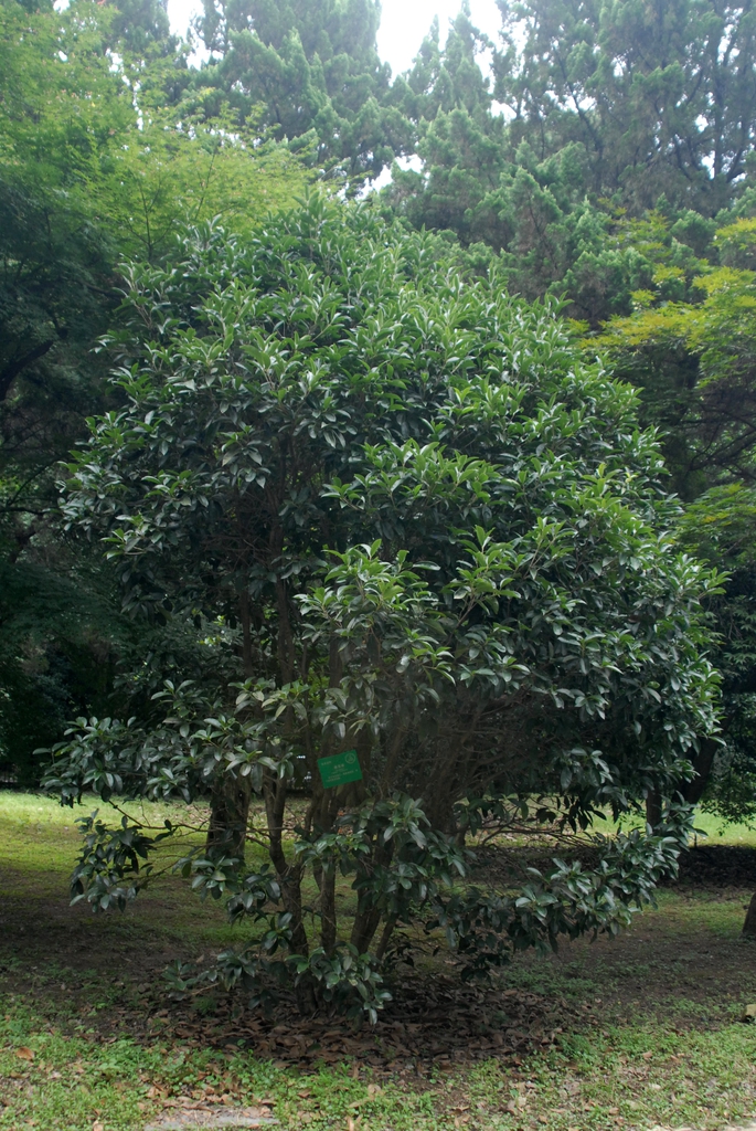 Osmanthus fragrans