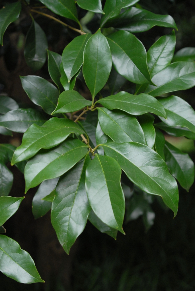 Osmanthus fragrans
