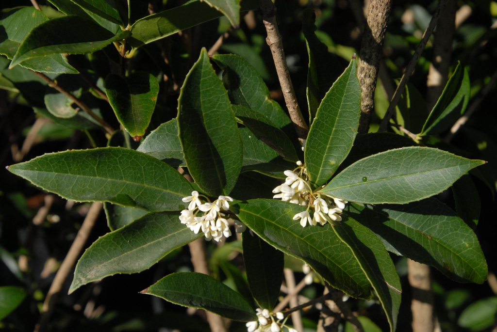 Flower and Leaves