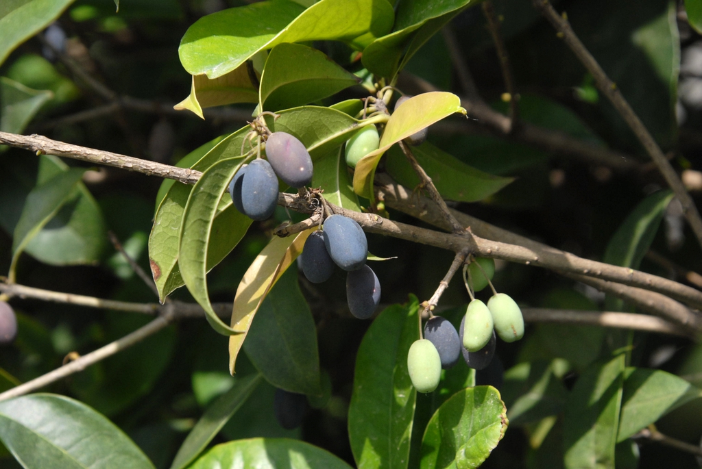 Fruit