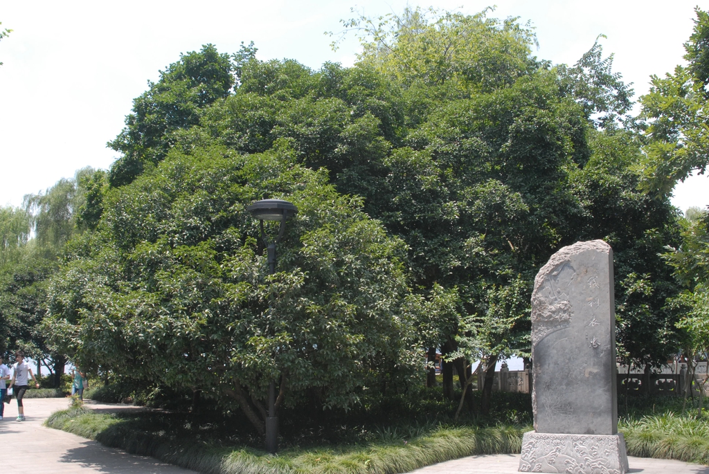 Osmanthus fragrans