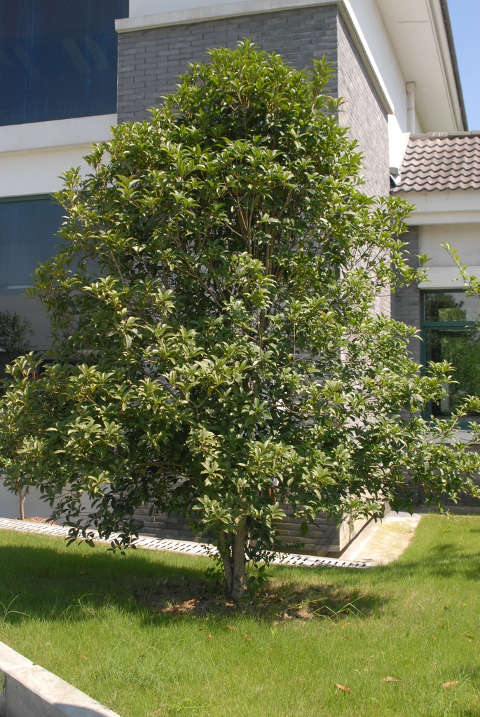 Pruned into a tree form