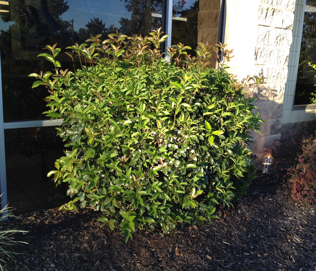 Osmanthus fragrans