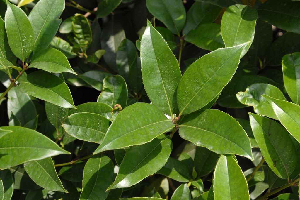 Leaf
