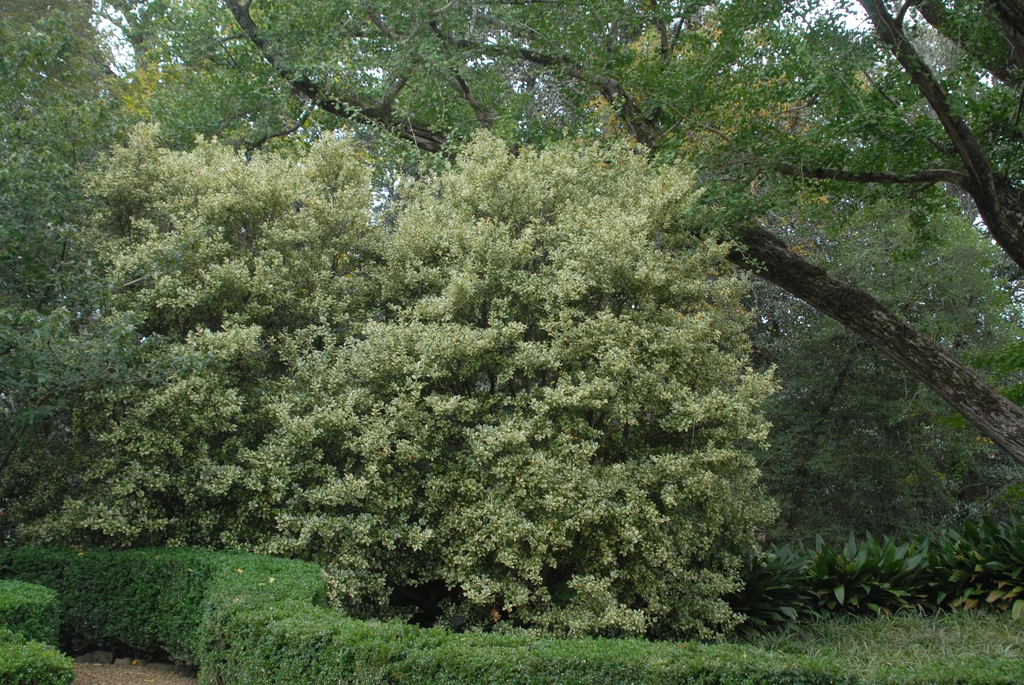 Osmanthus heterophyllus