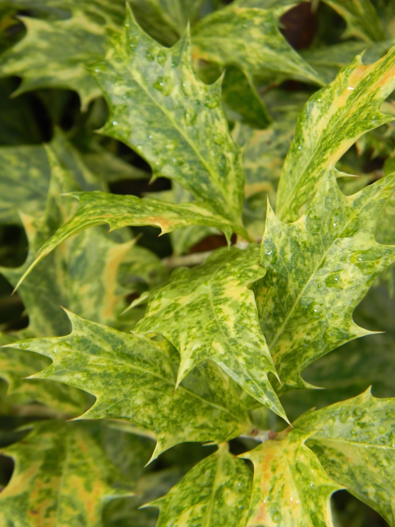 Osmanthus heterophyllus