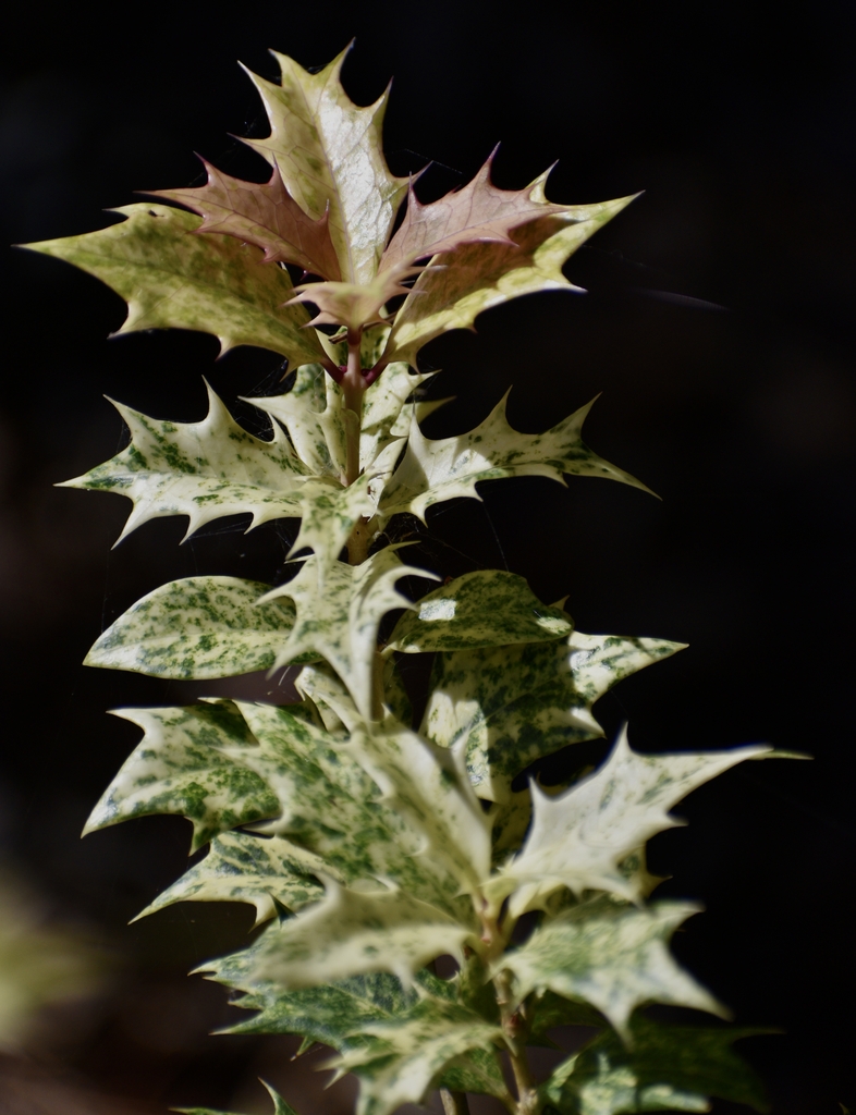 'Variegatus' Leaves - October - Warren Co., NC