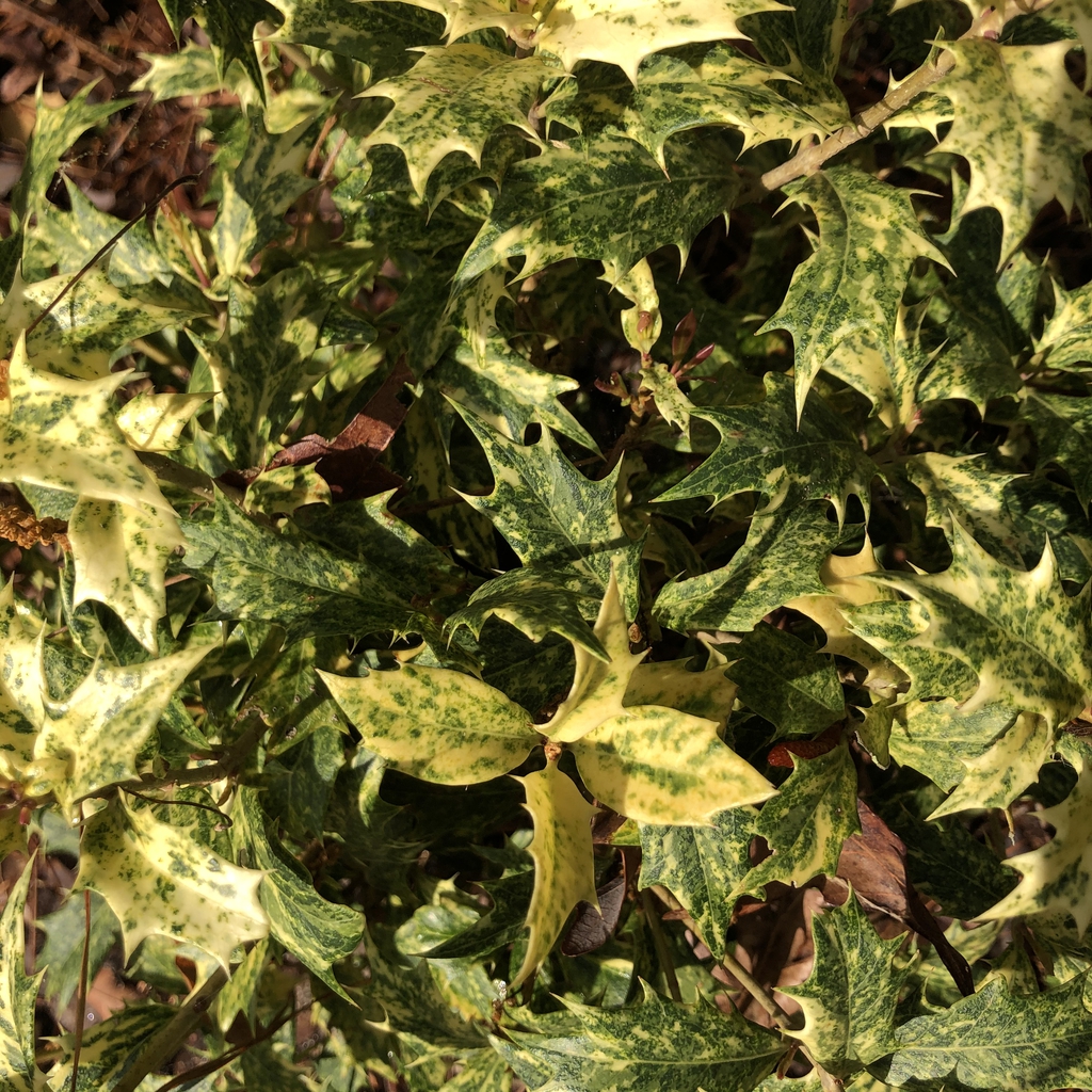 Osmanthus heterophyllus