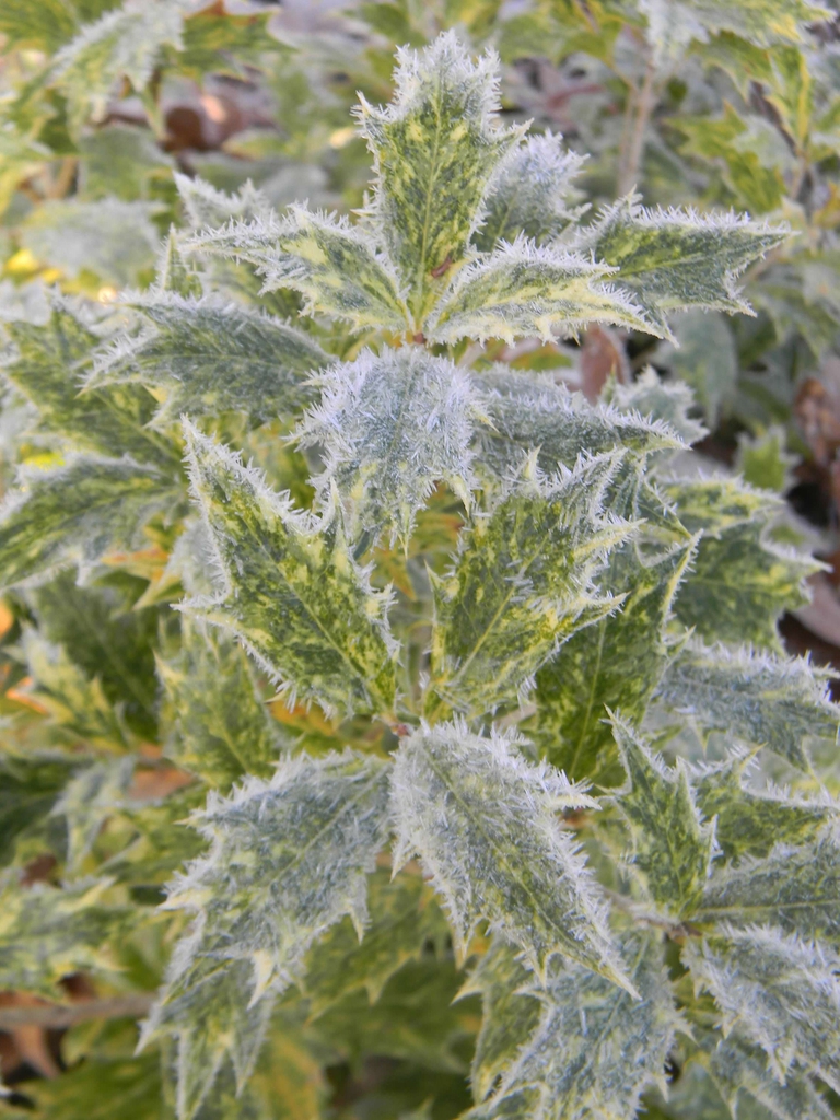 Osmanthus heterophyllus