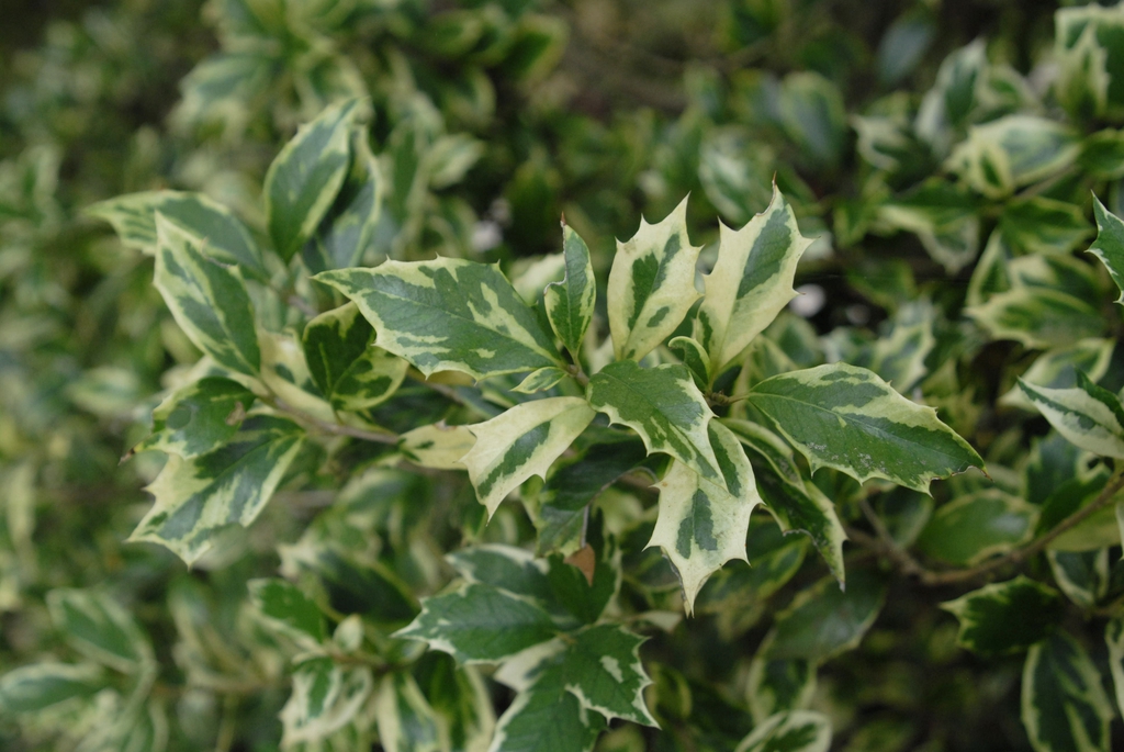 Osmanthus heterophyllus