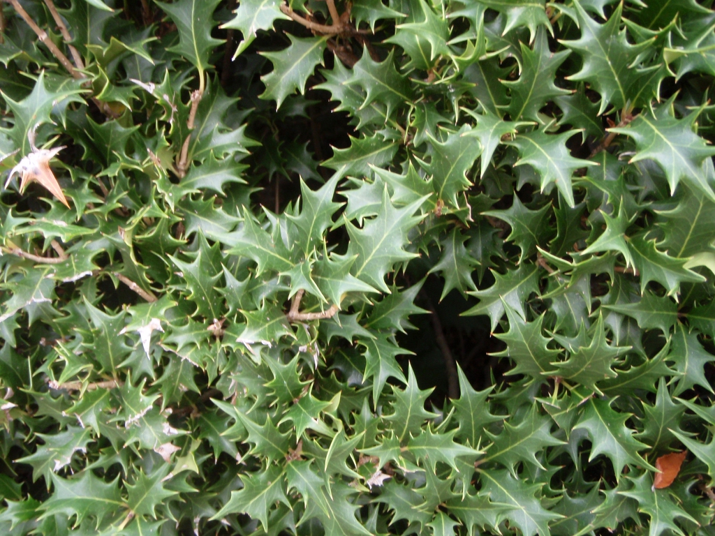 Leaves