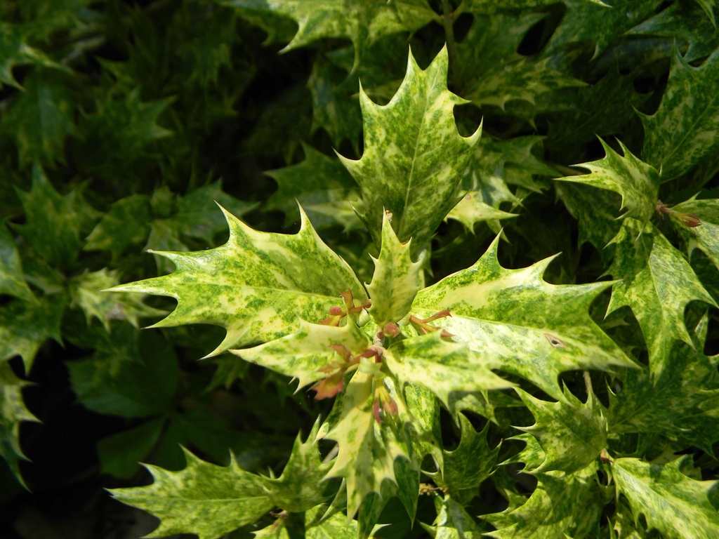 Osmanthus heterophyllus