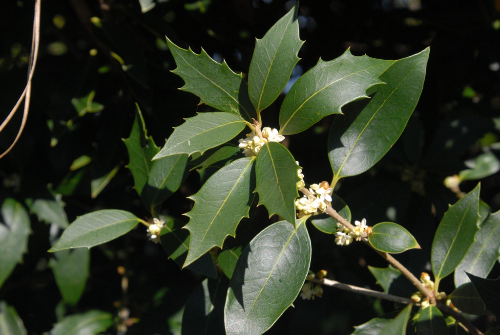 Osmanthus heterophyllus