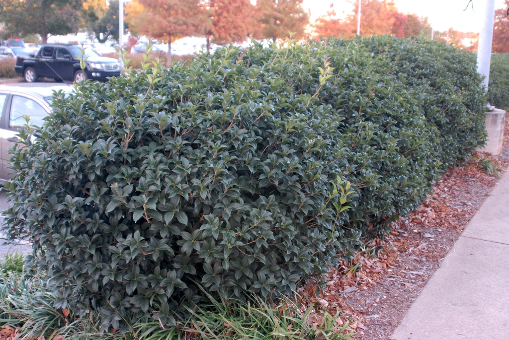 Osmanthus x fortunei