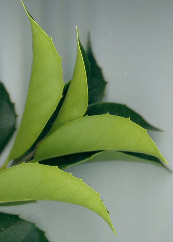 Leaves, dark upper surface; lighter lower. Margin toothed.