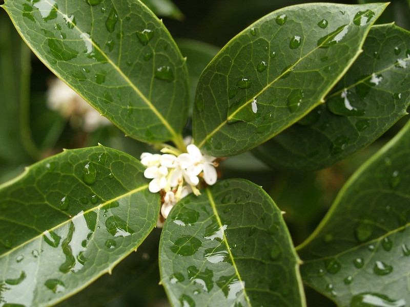 Small white flowers in axils of opposite leaves.