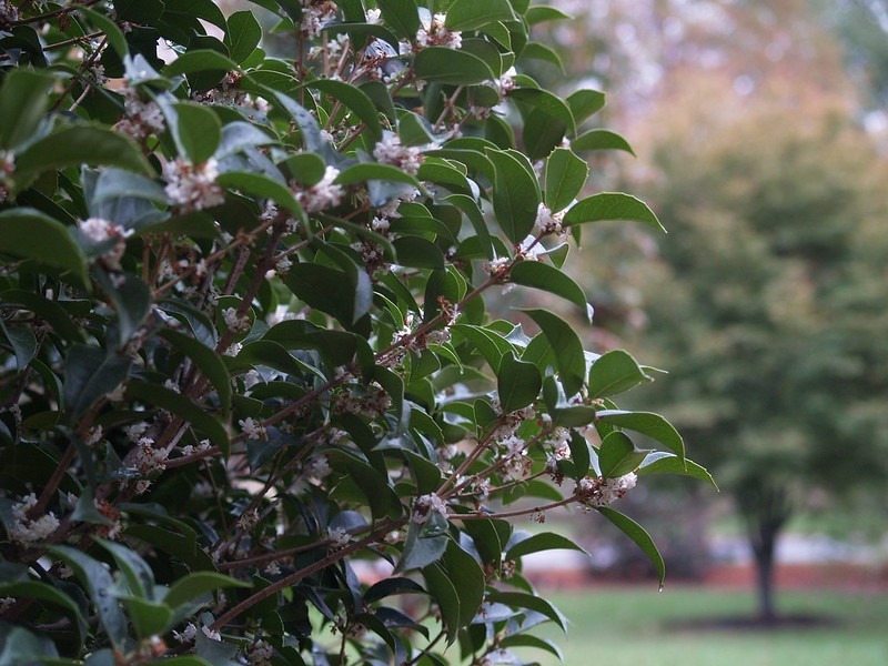 Shrub with dark green leaves.