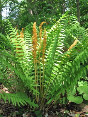 Form