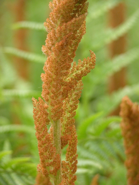 Fertile fronds