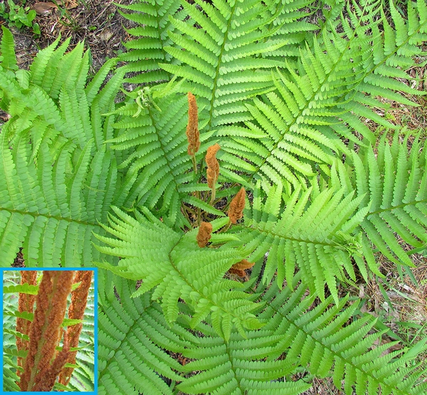 Form