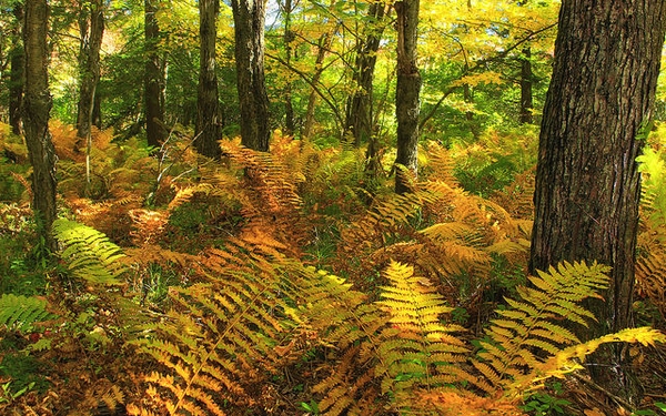 Native habitat
