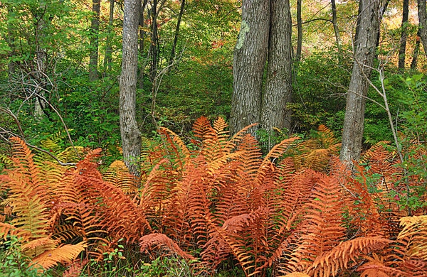 Native habitat