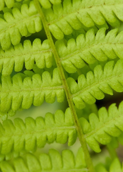 Leaf closeup