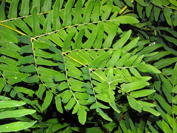 Frond