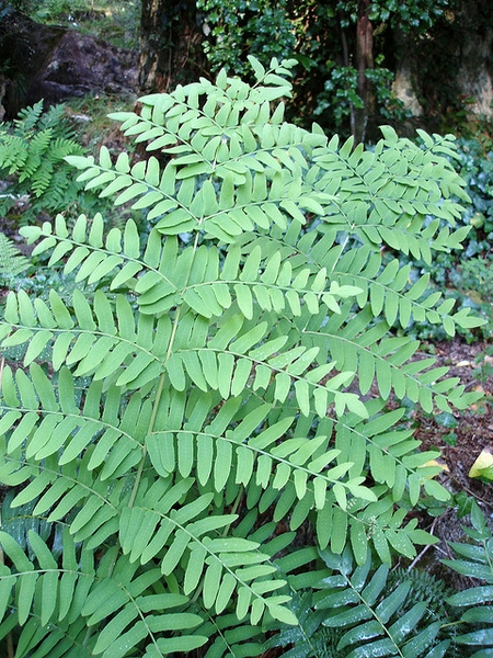 Frond