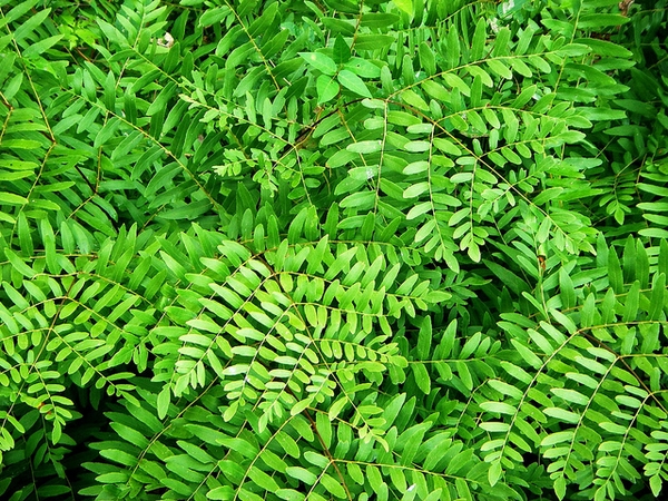 Form