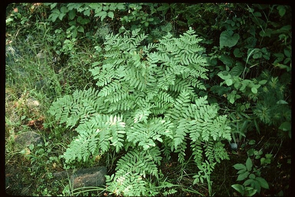 Form
